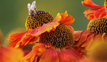 Helenium x cult.'Mardi Gras'
