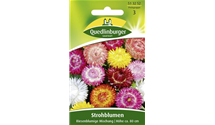 Helichrysum bracteatum 'Riesenblumige Mischung'