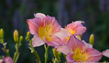 Hemerocallis x cult.'Final Touch'
