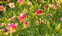 Hemerocallis x cult.'Final Touch'