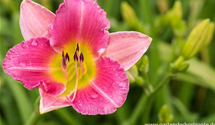 Hemerocallis x cult.'Final Touch'