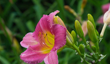 Hemerocallis x cult.'Final Touch'