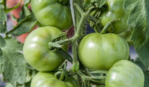 Solanum lycopersicum 'Marmande'