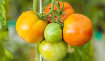 Solanum lycopersicum 'Marmande'