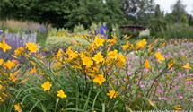 Hemerocallis x cult.'Thumbelina'