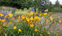 Hemerocallis x cult.'Thumbelina'