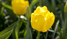Tulipa 'Kikomachi'