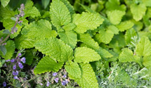 Melissa officinalis 'Citronella'