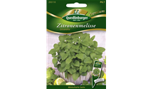 Melissa officinalis 'Citronella'