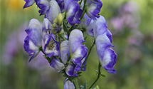 Aconitum x cammarum 'Bicolor'