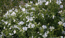 Geranium sylvaticum f.albiflorum
