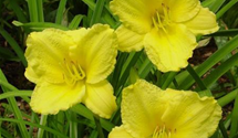 Hemerocallis x cult.'Big Time Happy'