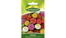 Zinnia elegans 'Liliput'