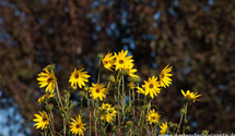Helianthus salicifolius var. orgyalis