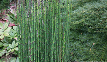Equisetum hyemale var. robustum