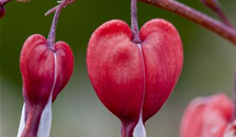 Dicentra spectabilis 'Valentine'®