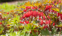 Dicentra spectabilis 'Valentine'®