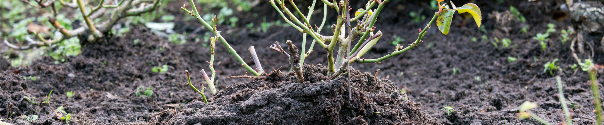 Winterschutz für Rosen - Erdhügel Winterschutz für Rosen - Erdhügel