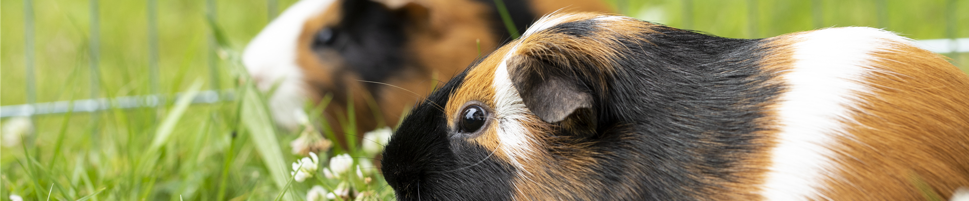 Meerschweinchen Meerschweinchen