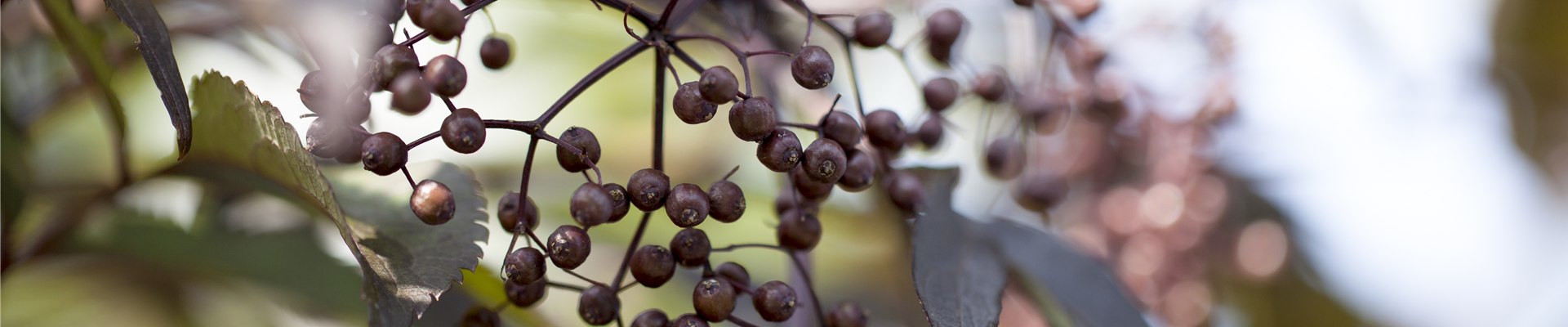 Sambucus nigra 'Black Lace'(s) Sambucus nigra 'Black Lace'(s)