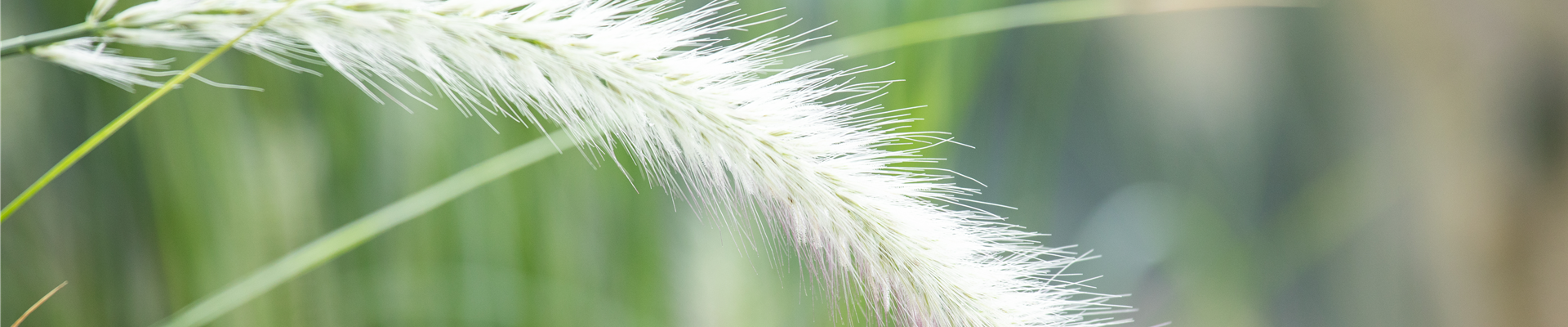 Pennisetum setaceum 'Sky Rocket'(s)