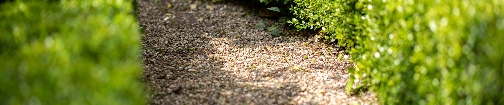 Hecke mit Weg