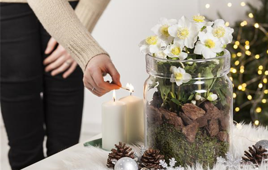 Pflanzen zu Weihnachten – Blüten zum Fest und gemütliche Stimmung Pflanzen zu Weihnachten – Blüten zum Fest und gemütliche Stimmung