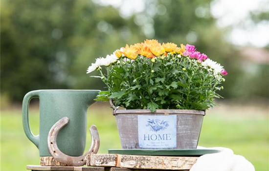 Gartengestaltung mit Pflanzgefäßen in verschiedenen Gärten Gartengestaltung mit Pflanzgefäßen in verschiedenen Gärten