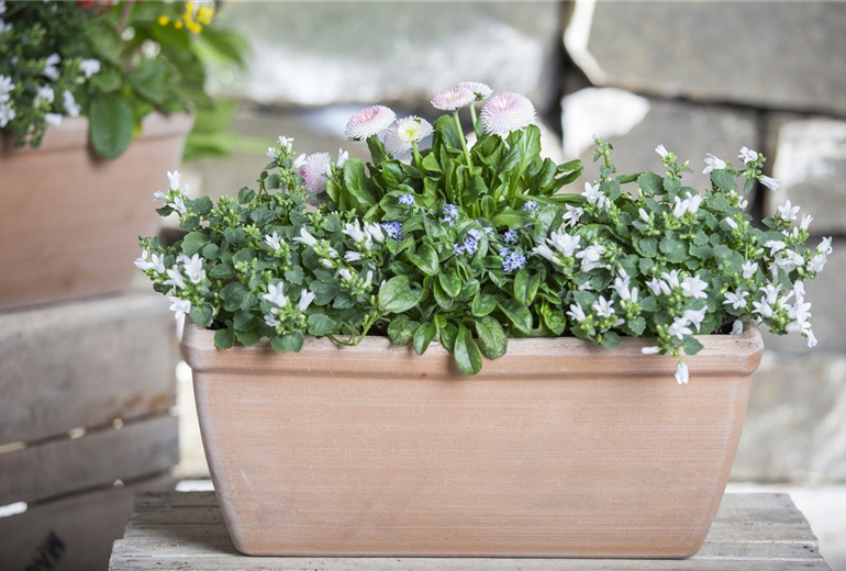 Campanula poscharskyana