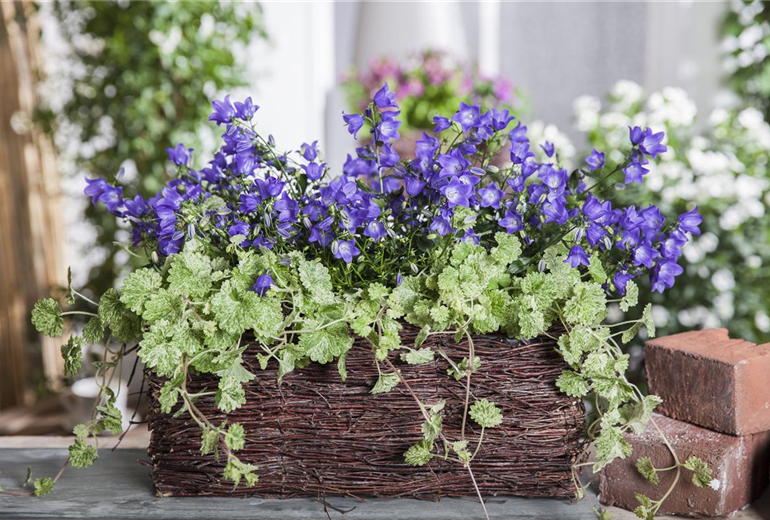 Campanula