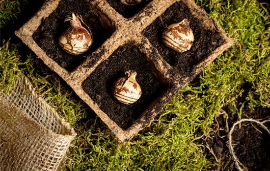 Das Pflanzen von Blumenzwiebeln im Herbst erzeugt Vorfreude Das Pflanzen von Blumenzwiebeln im Herbst erzeugt Vorfreude