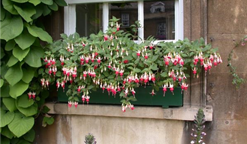 Fuchsia Hybride, hängend