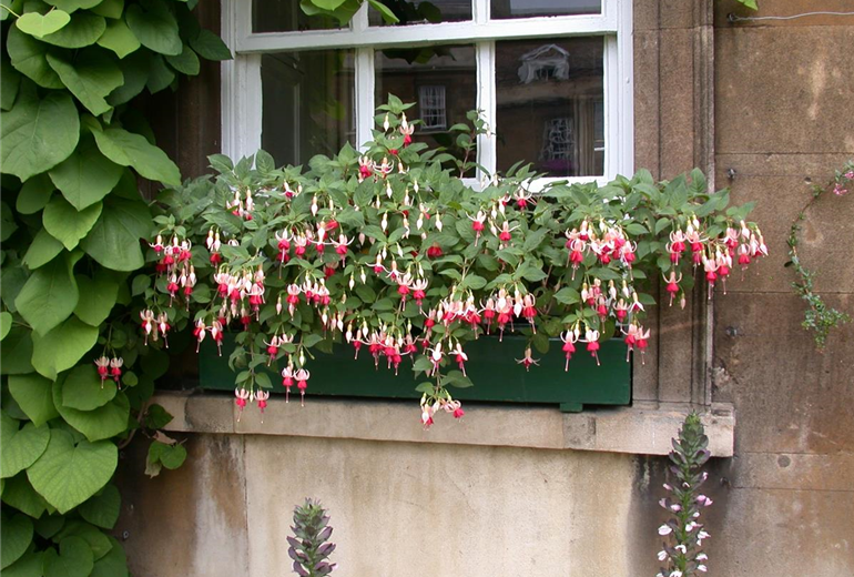 Fuchsia Hybride