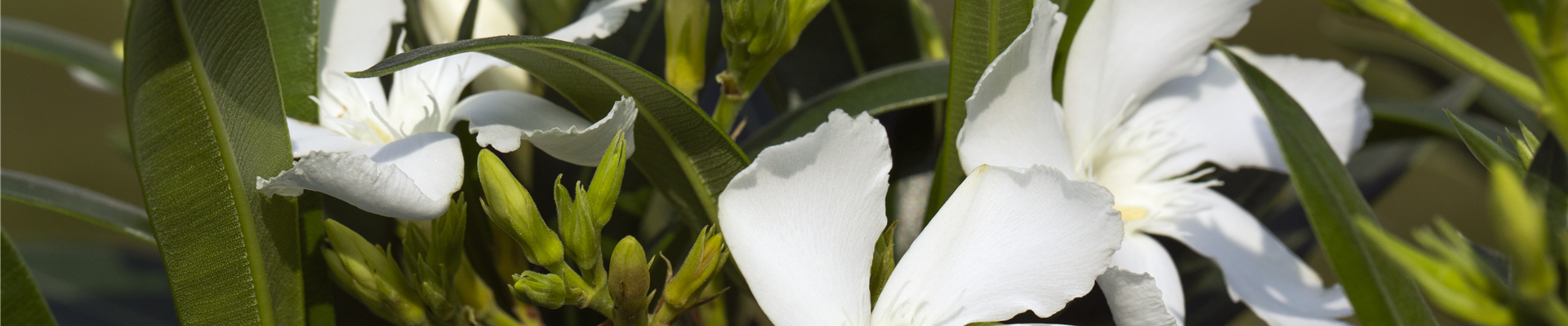 Nerium oleander, weiß