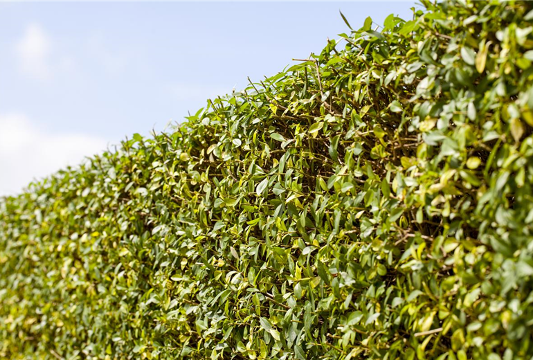 Ligustrum vulgare