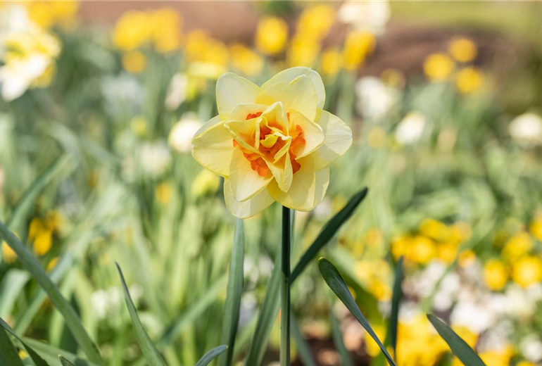 Narcissus Double