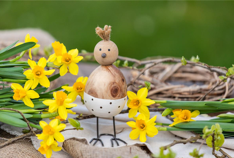 Narcissus