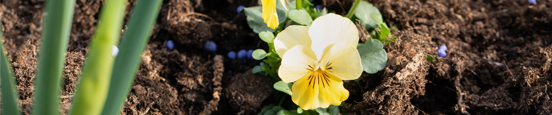 Blaukorn Dünger Blaukorn Dünger