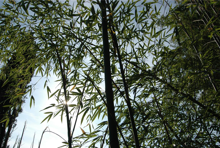 GS635293.jpg