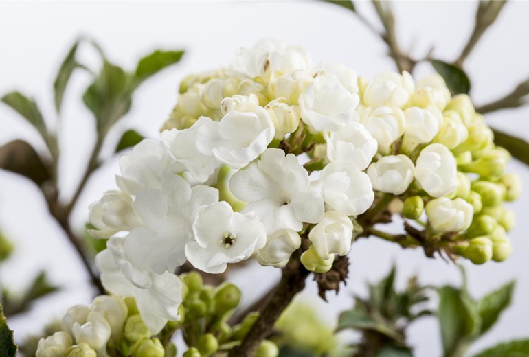 Viburnum plicatum 'Schroeders Nadine'
