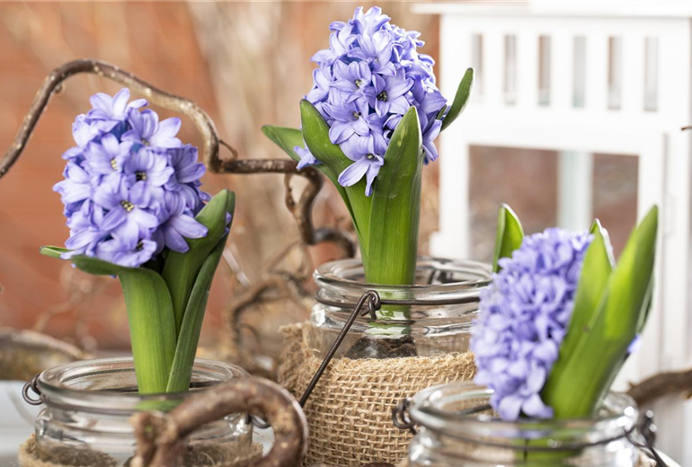 Hyacinthus