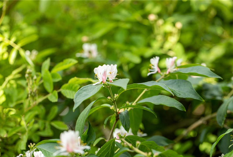 Lonicera morrowii