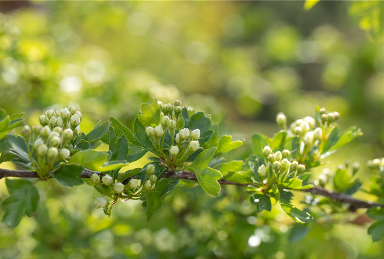 Crataegus laevigata