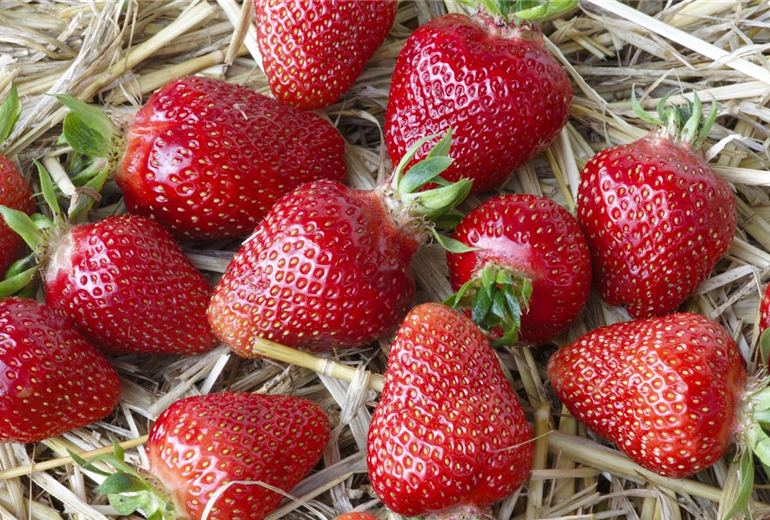 Fragaria x ananassa Fragaria x ananassa