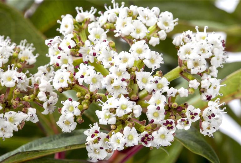 Viburnum davidii