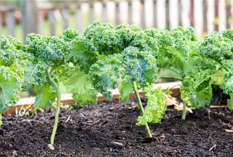 Brassica oleracea var. sabellica
