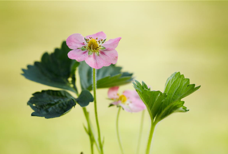 Fragaria x ananassa 'Rosana' Fragaria x ananassa 'Rosana'