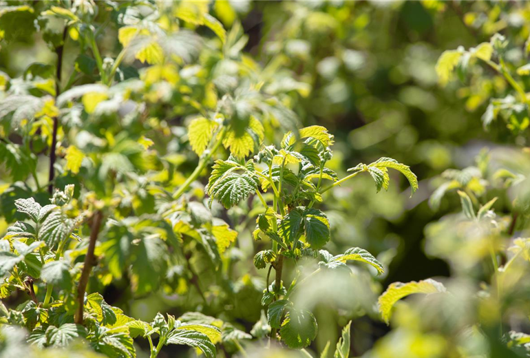 Rubus idaeus