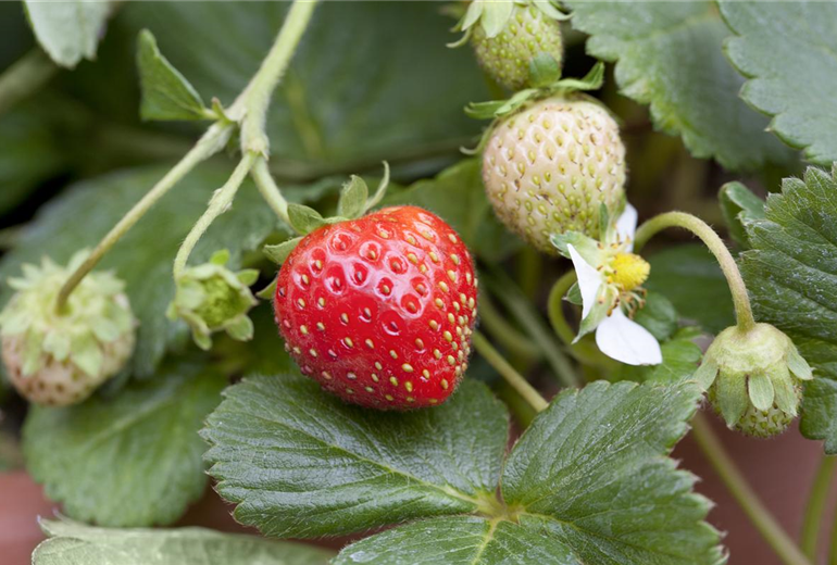 Fragaria x ananassa Fragaria x ananassa
