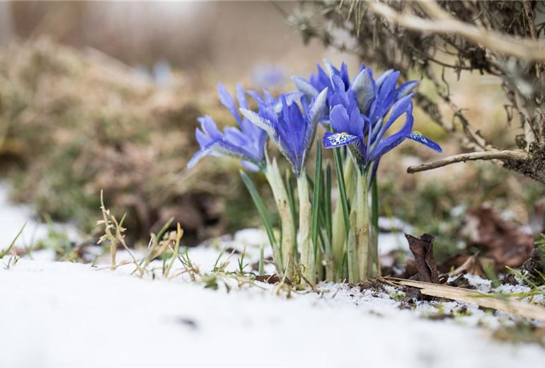 Iris reticulata